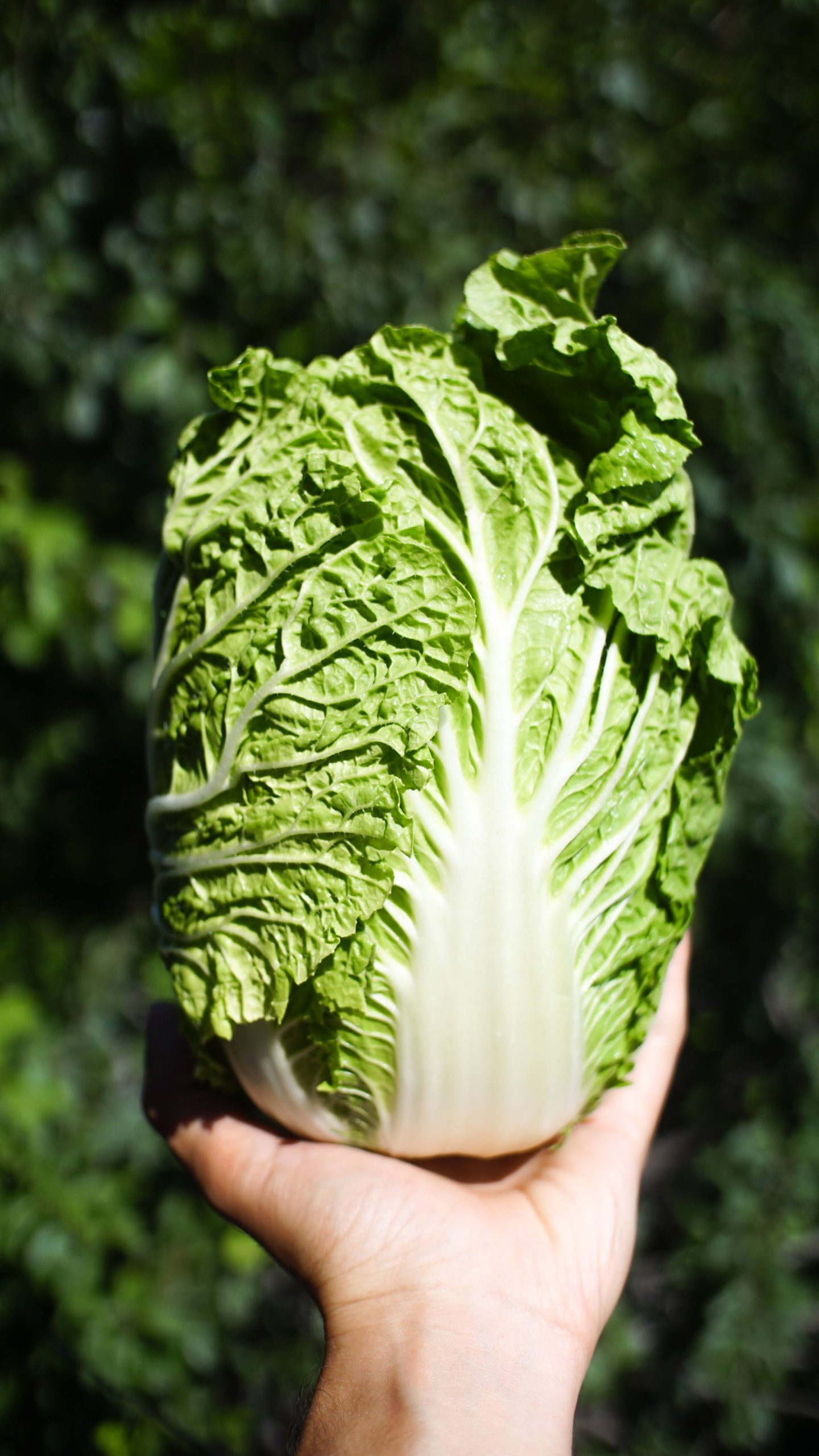 Your baby is the size of a chinese cabbage