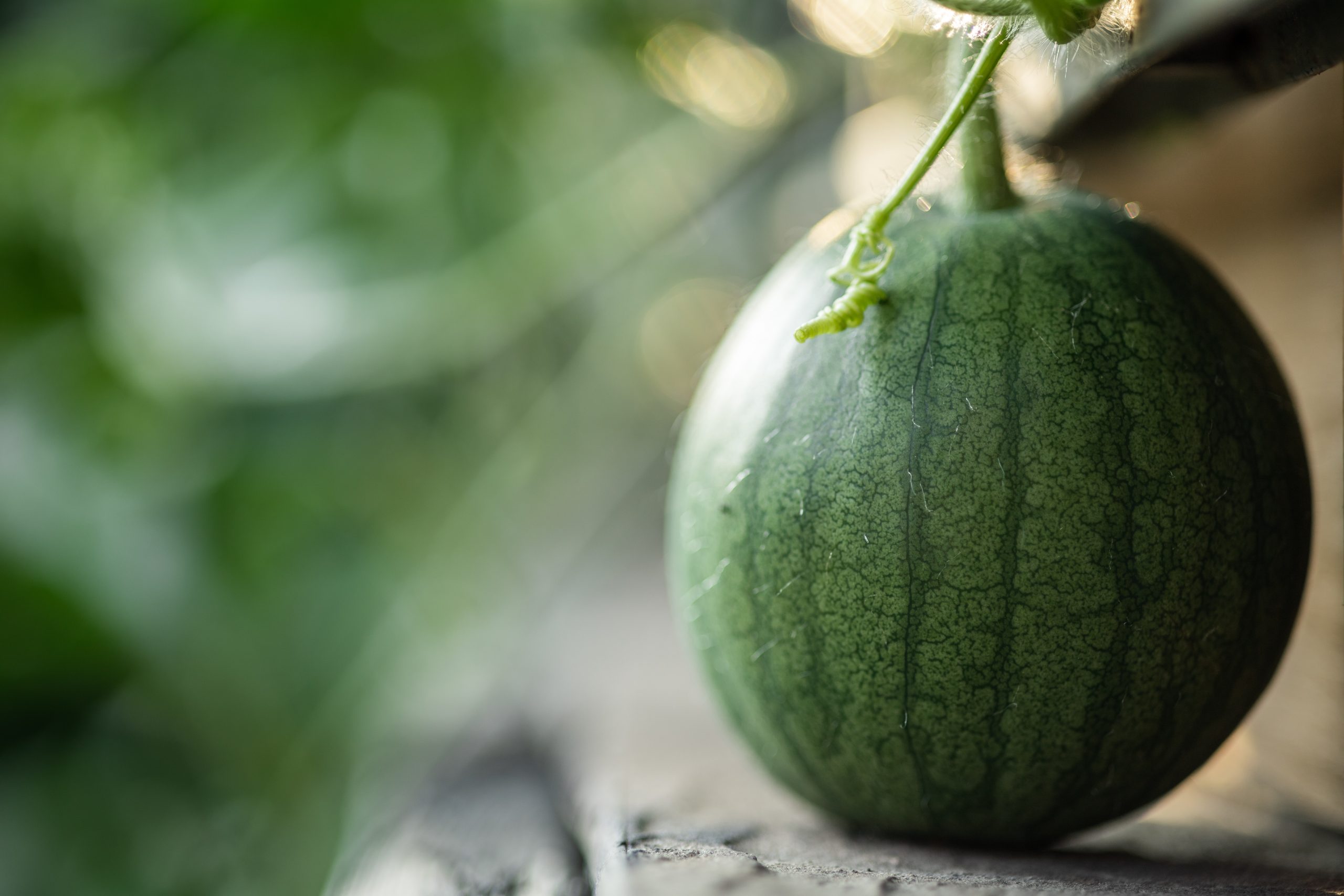 Your baby is the size of a baby watermelon